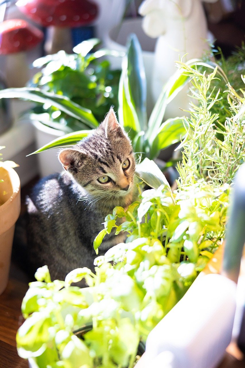 cat, kitten, pet, tabby cat, nature, young cat, animal, domestic, feline, mammal, cute, herbs, plants