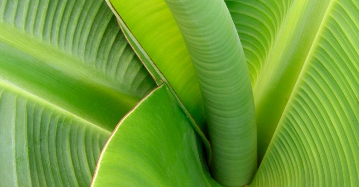 Detailed close-up of a lush green banana leaf, showcasing natural textures and patterns.